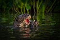 074 Noord Pantanal, reuzenotter